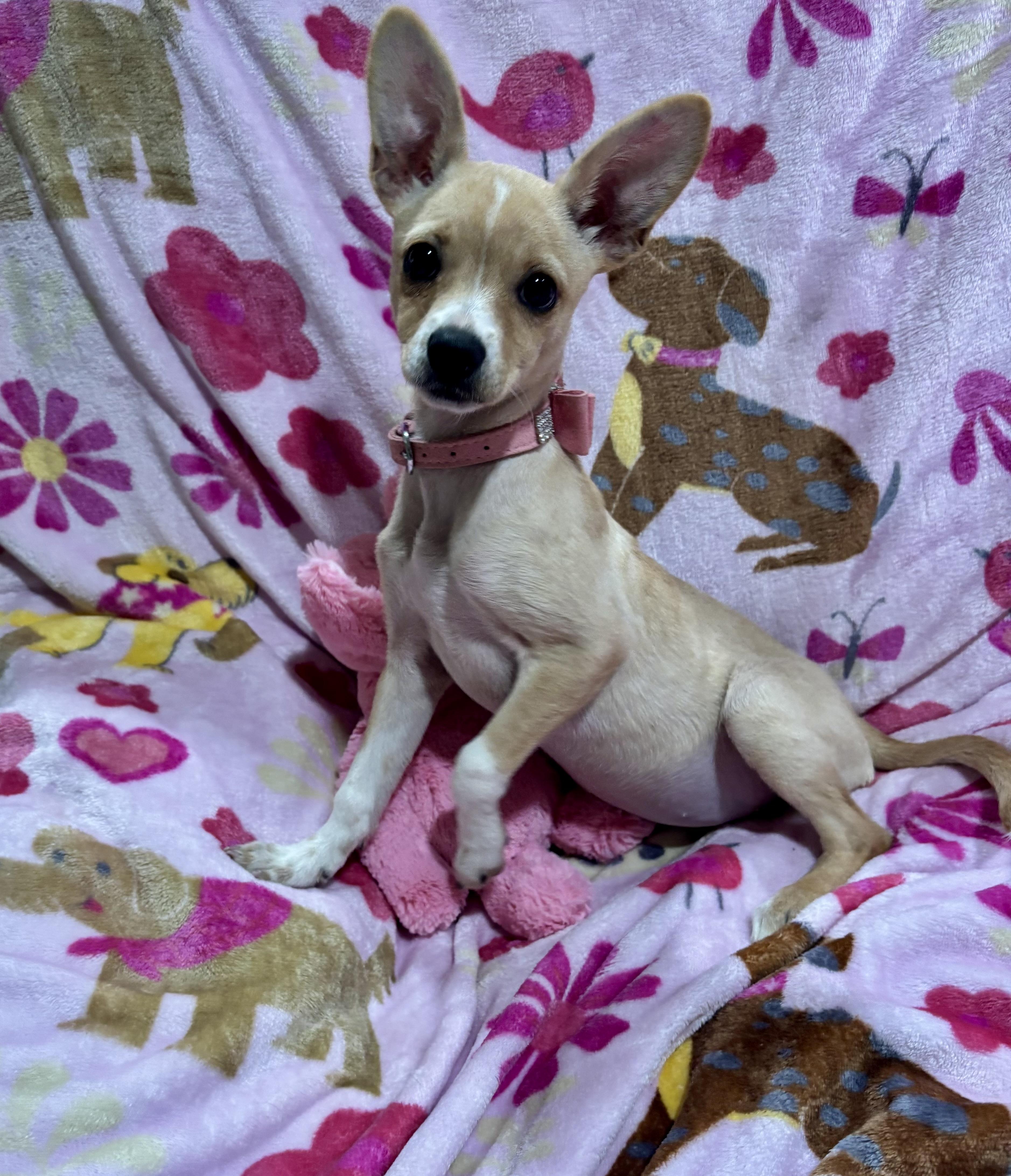 Annie, an adopted Chihuahua in Foster, OR image 2/6