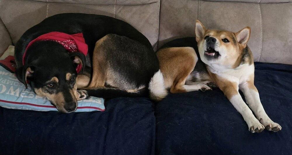 Enlarge Kiwi (GA), a Adoptable Hound in New York, NY image 2/3