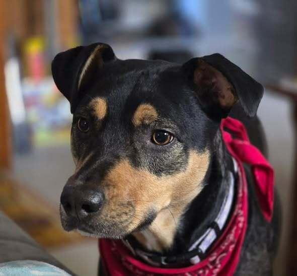 Enlarge Kiwi (GA), a Adoptable Hound in New York, NY image 2/3