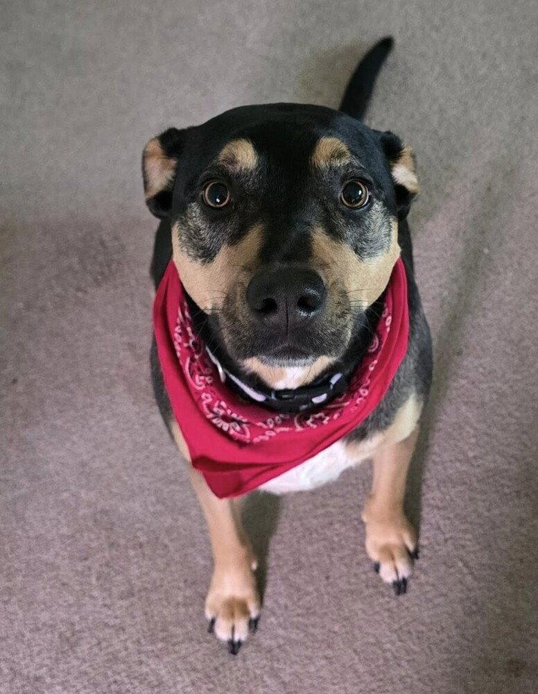 Enlarge Kiwi (GA), a Adoptable Hound in New York, NY image 3/3