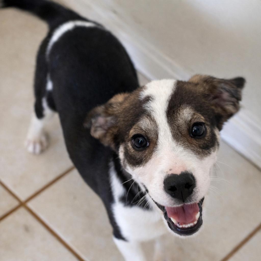 Enlarge Zoey, a ADOPTABLE mixed breed in Carver, MA image 2/2