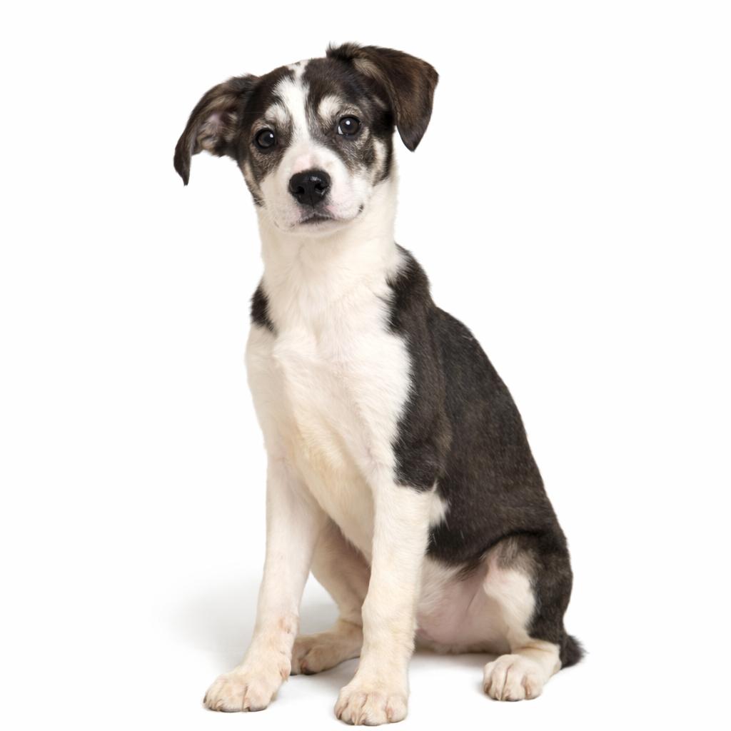 Zoey, ADOPTABLE, Puppy Female Mountain Cur.