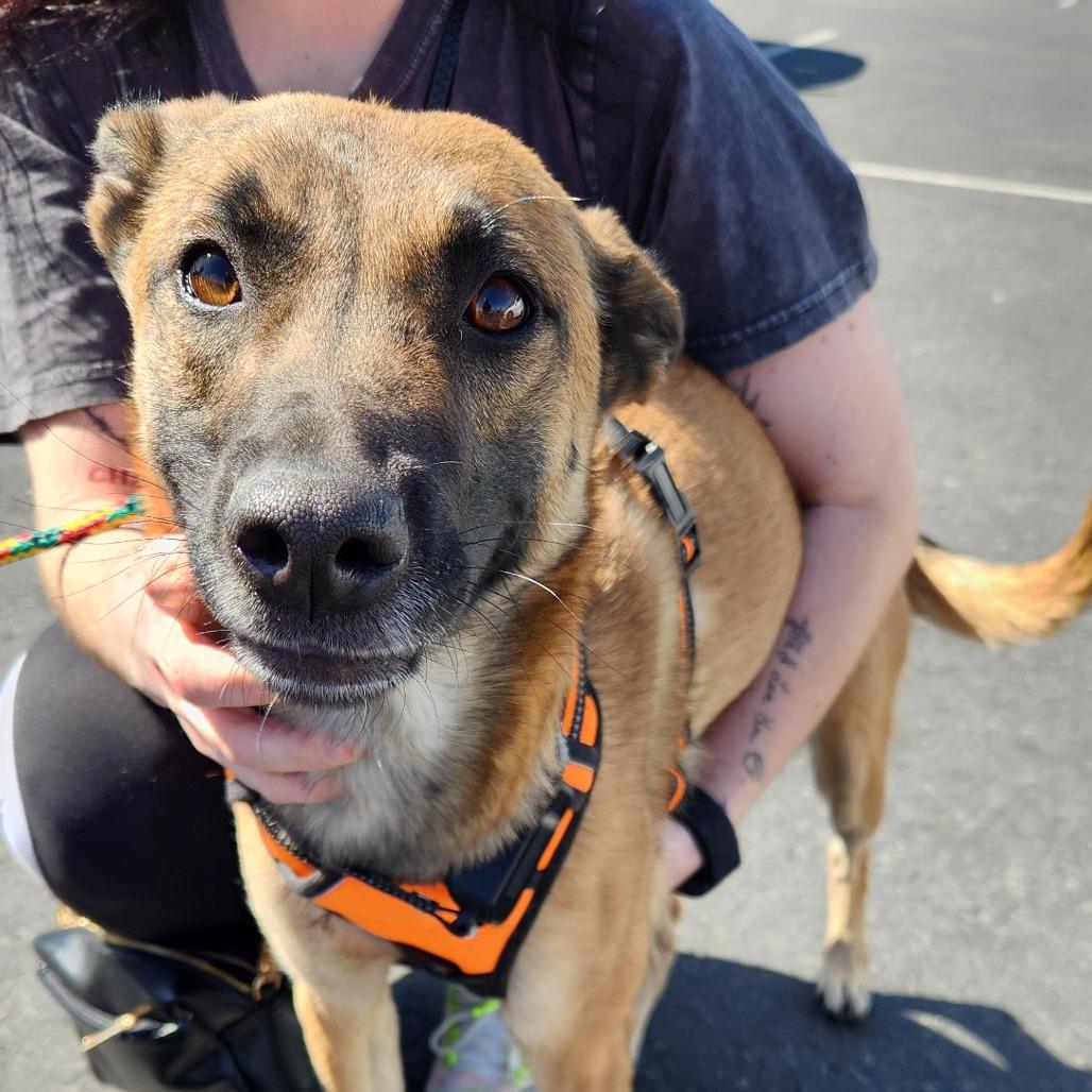 Enlarge Roxy Hall, a Adoptable mixed breed in Las Vegas, NV image 3/4