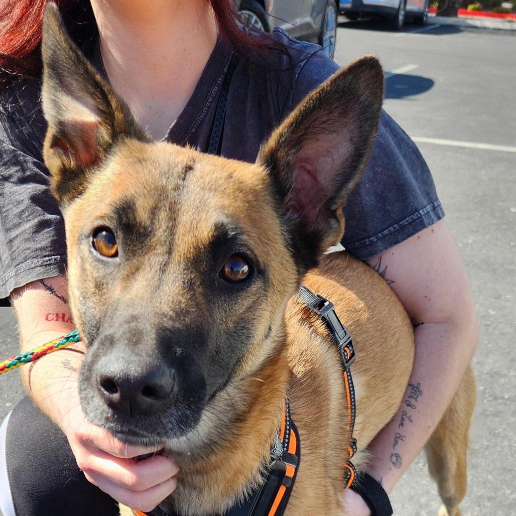 Roxy Hall, Adoptable, Adult Female Mixed Breed & Shepherd.