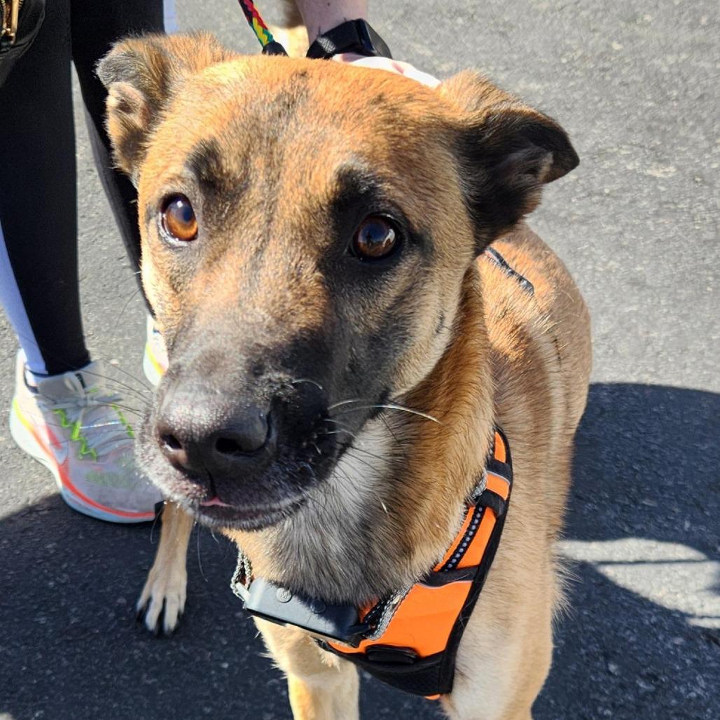 Enlarge Roxy Hall, a Adoptable mixed breed in Las Vegas, NV image 4/4