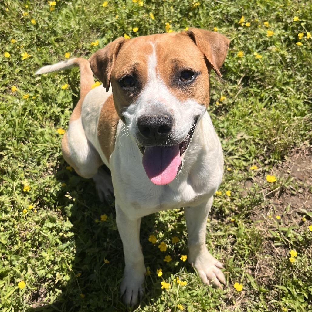 Enlarge Dottie, a Adoptable Mixed Breed in Clarksville, AR image 1/6