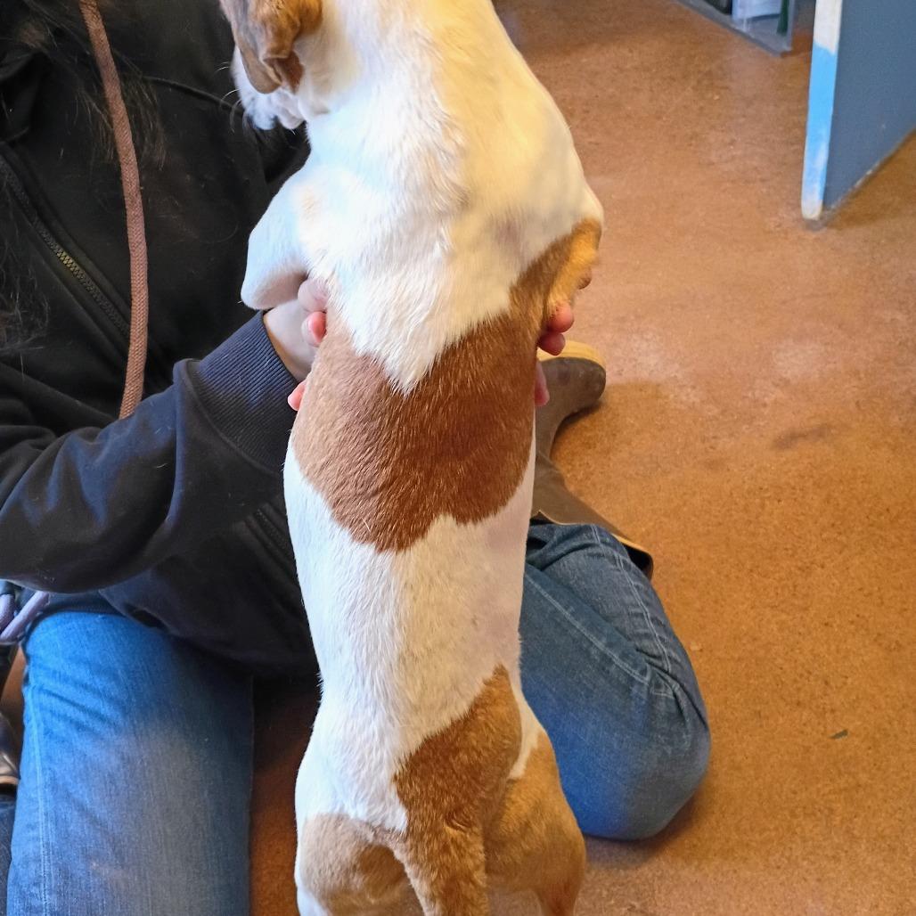 Enlarge Dottie, a Adoptable Mixed Breed in Clarksville, AR image 3/6