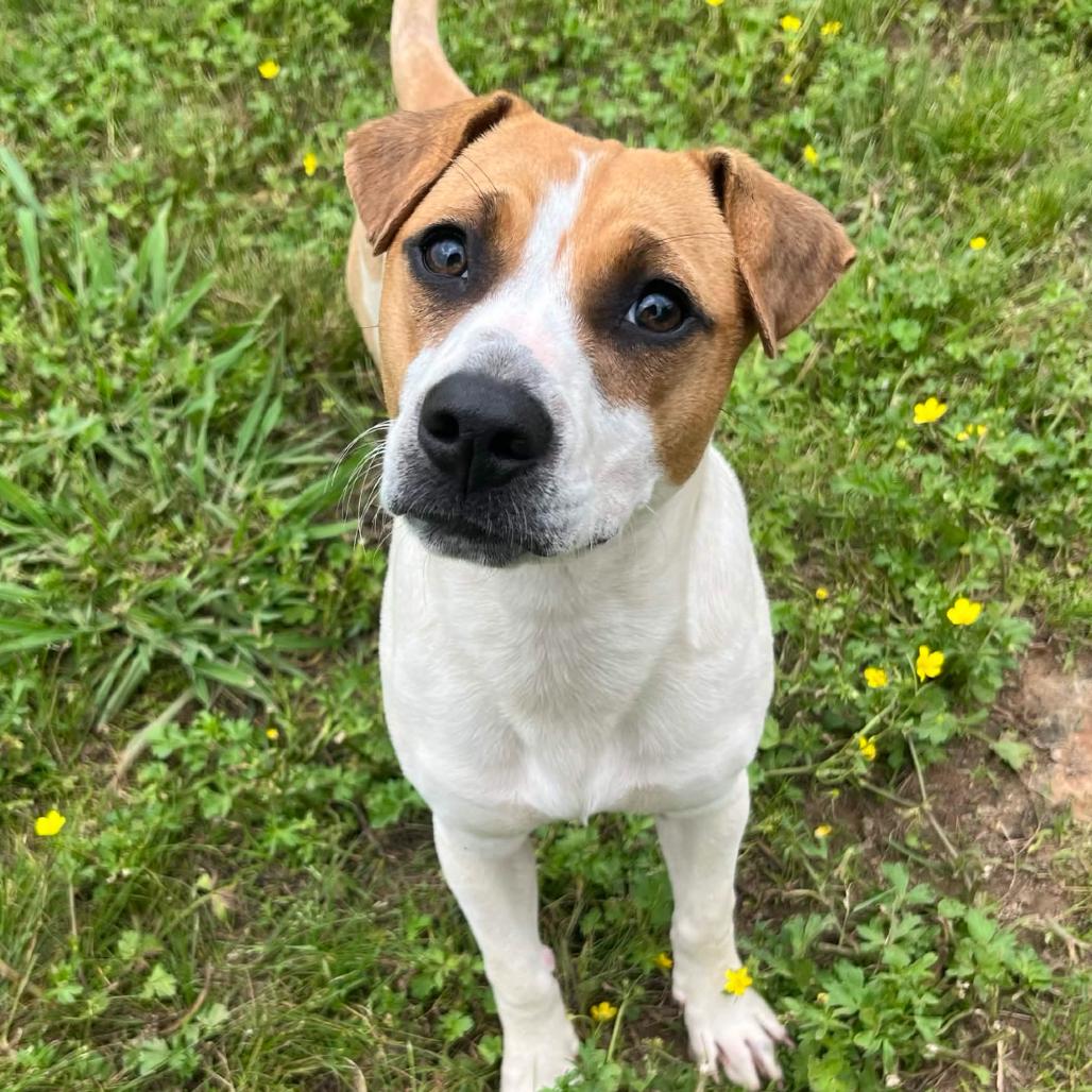 Enlarge Dottie, a Adoptable Mixed Breed in Clarksville, AR image 5/6