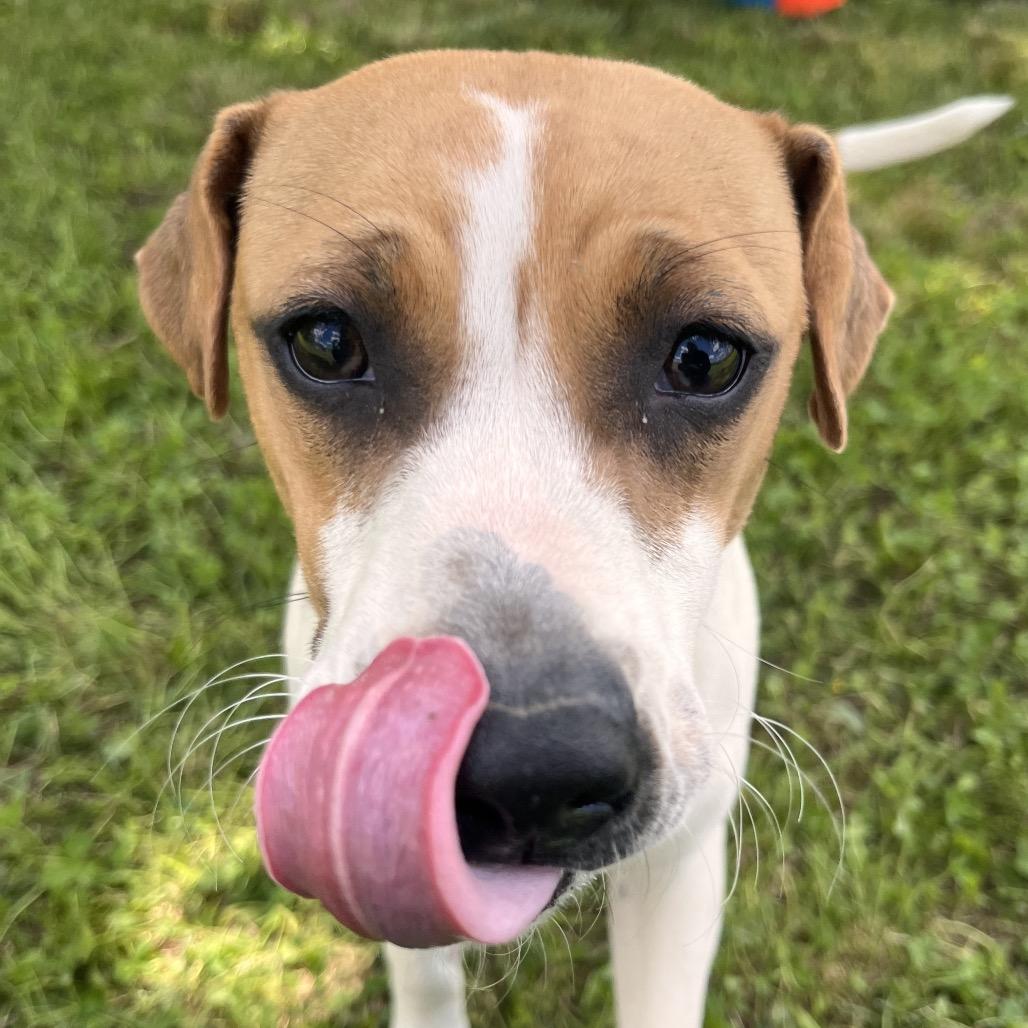Enlarge Dottie, a Adoptable Mixed Breed in Clarksville, AR image 6/6