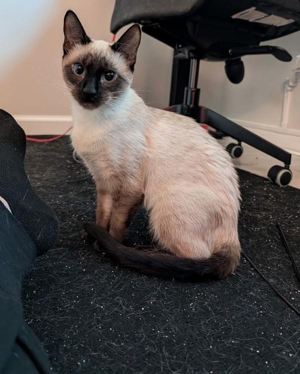 Vickie, Adoptable, Young Female Domestic Short Hair.