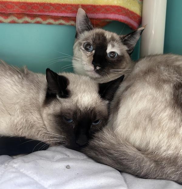 Enlarge Vickie, a Adoptable mixed breed in Novato, CA image 3/6