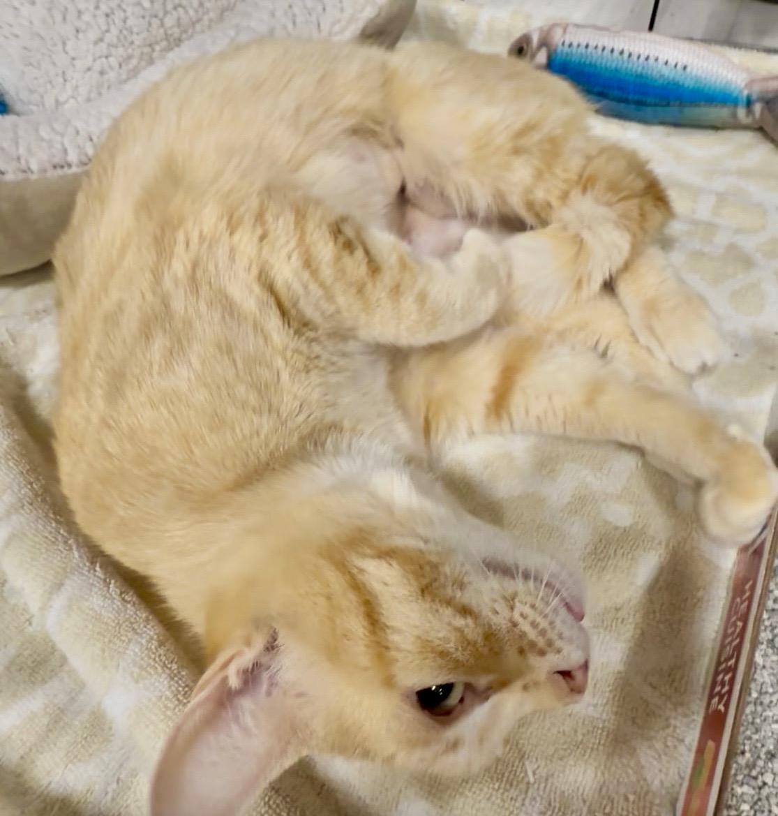 Fondue, adopted, Adult Female Domestic Short Hair.