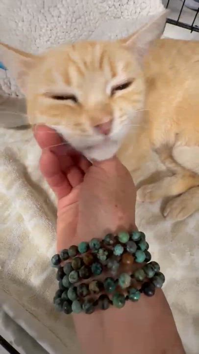 Enlarge Fondue, an adopted Domestic Short Hair in San Juan Capistrano, CA video 2/2