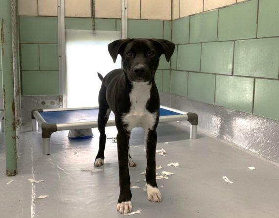 Gooseberry, Adoptable, Puppy Male Mixed Breed.