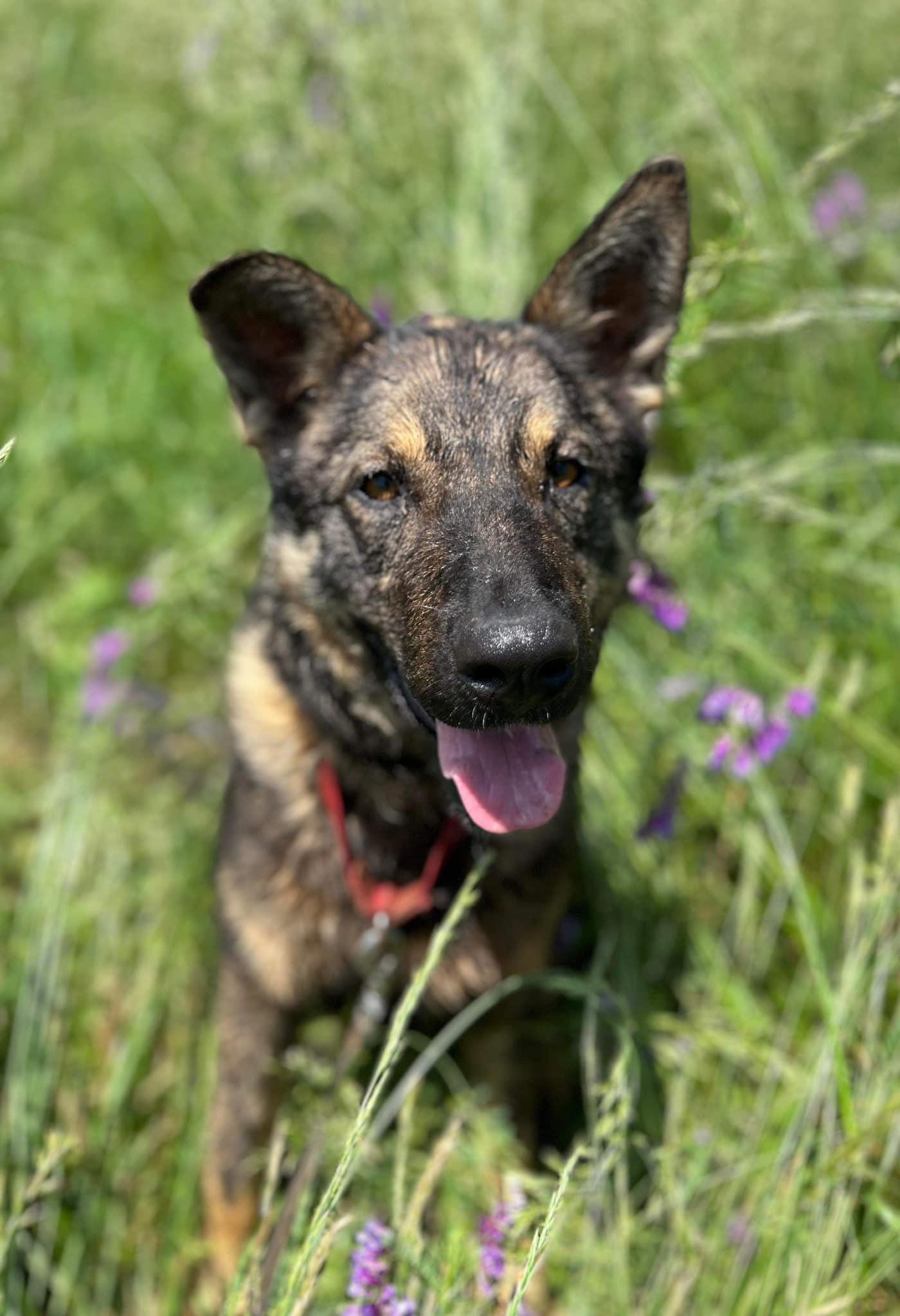 Ruger, Adult Male German Shepherd Dog