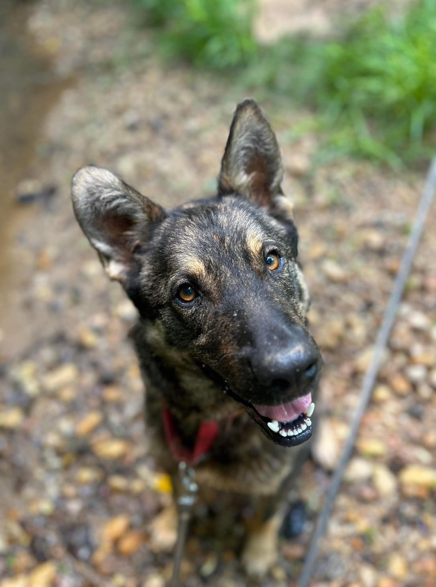 Ruger photo 3