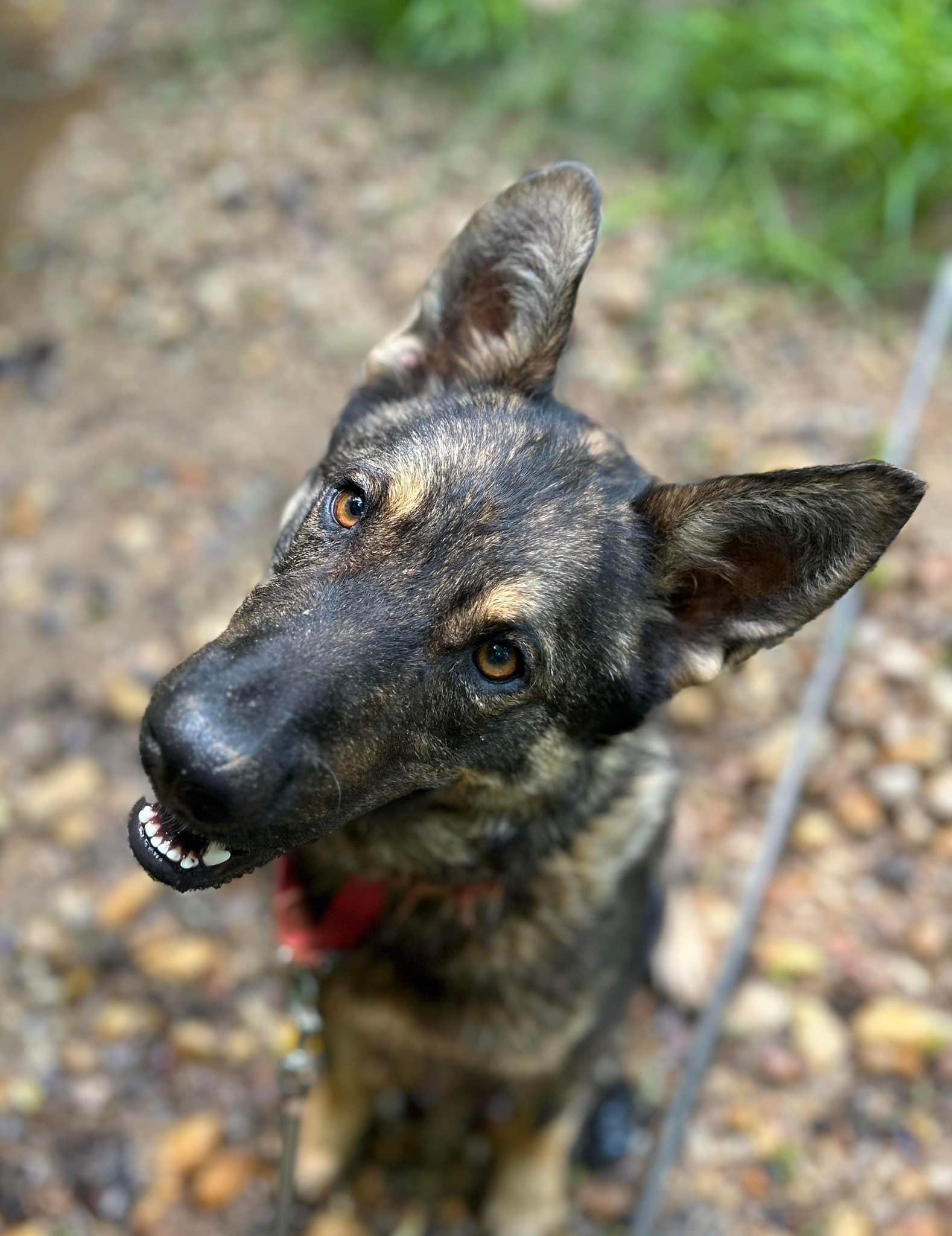 Enlarge Ruger, a Adoptable mixed breed in Rutherfordton, NC image 3/3