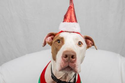 Cowgirl, a Adoptable Mixed Breed in Georgetown, DE image 1/3