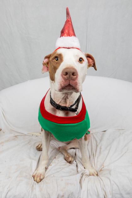 Cowgirl, Adoptable, Adult Female Mixed Breed & Mixed Breed.