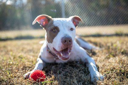 Cowgirl, Adoptable, Adult Female Mixed Breed & Mixed Breed.