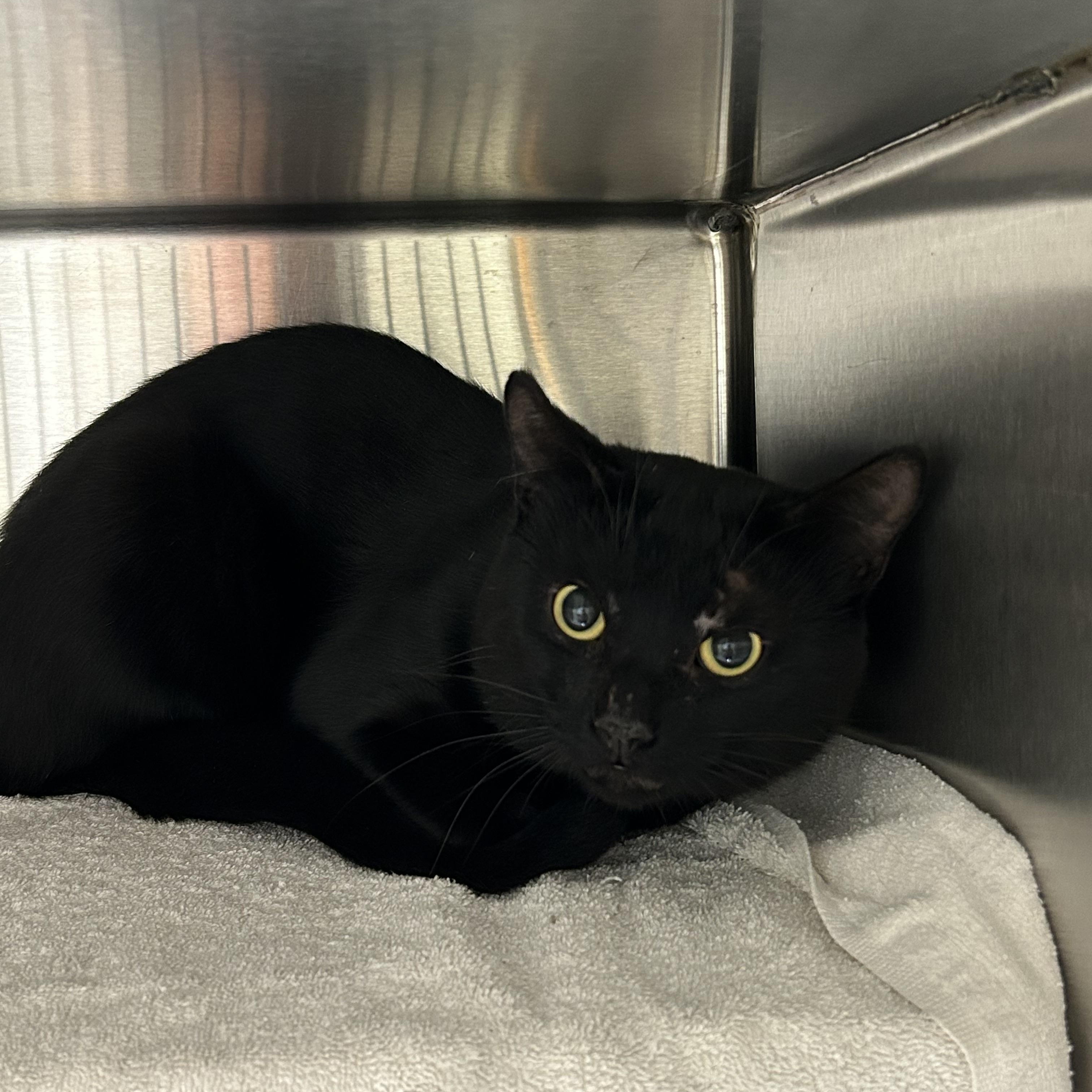 Enlarge Splat Cat, a Adoptable Domestic Short Hair in Caledon, ON image 2/2