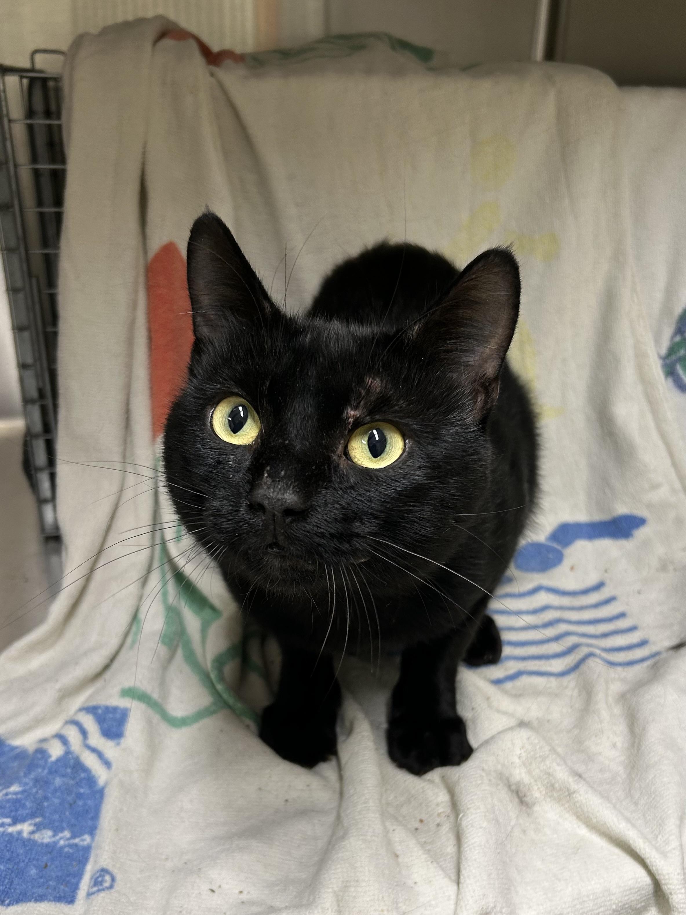 Splat Cat, Adoptable, Adult Male Domestic Short Hair.