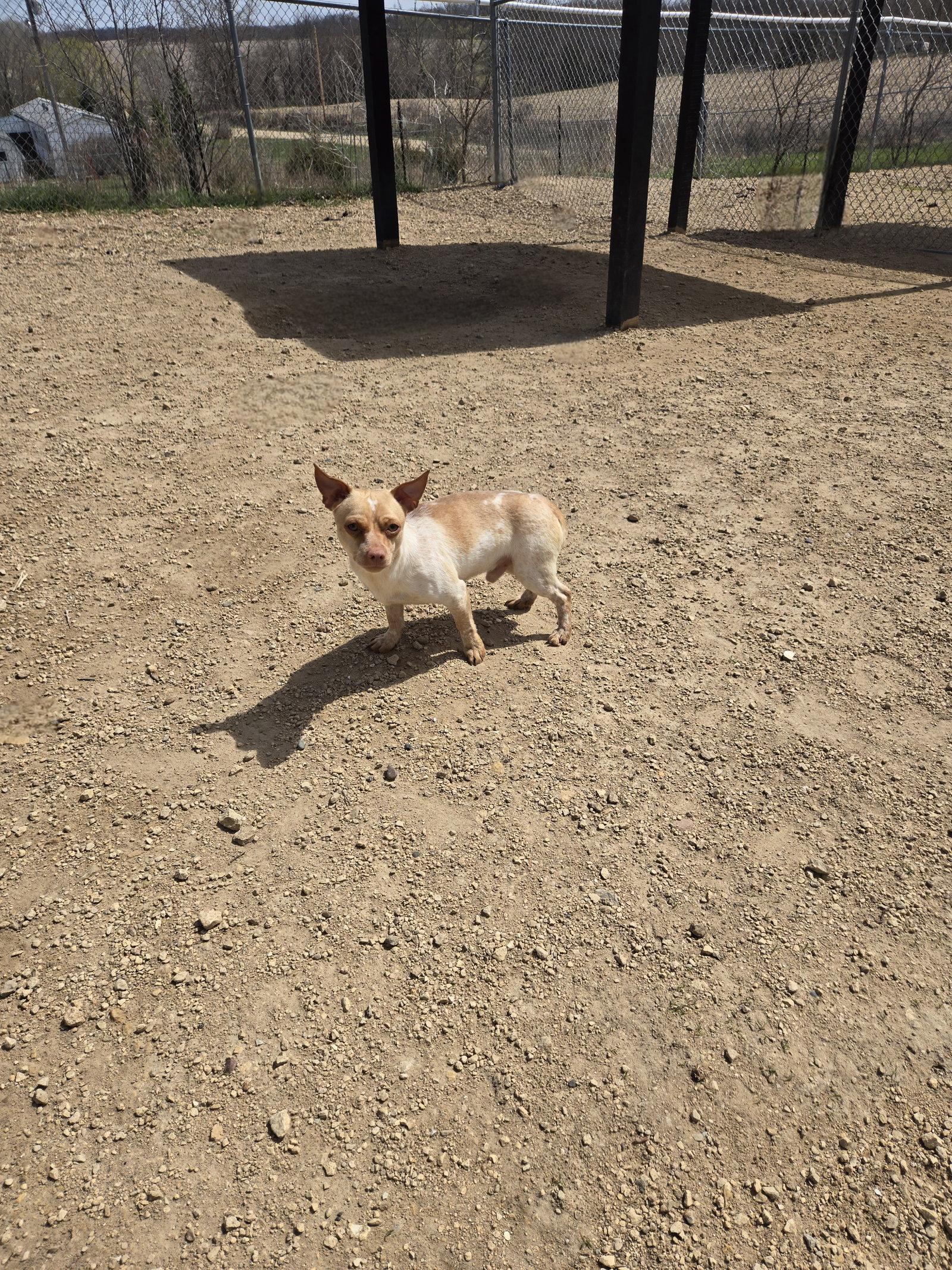Enlarge Bronko, a Adoptable Terrier in Maquoketa, IA image 1/1
