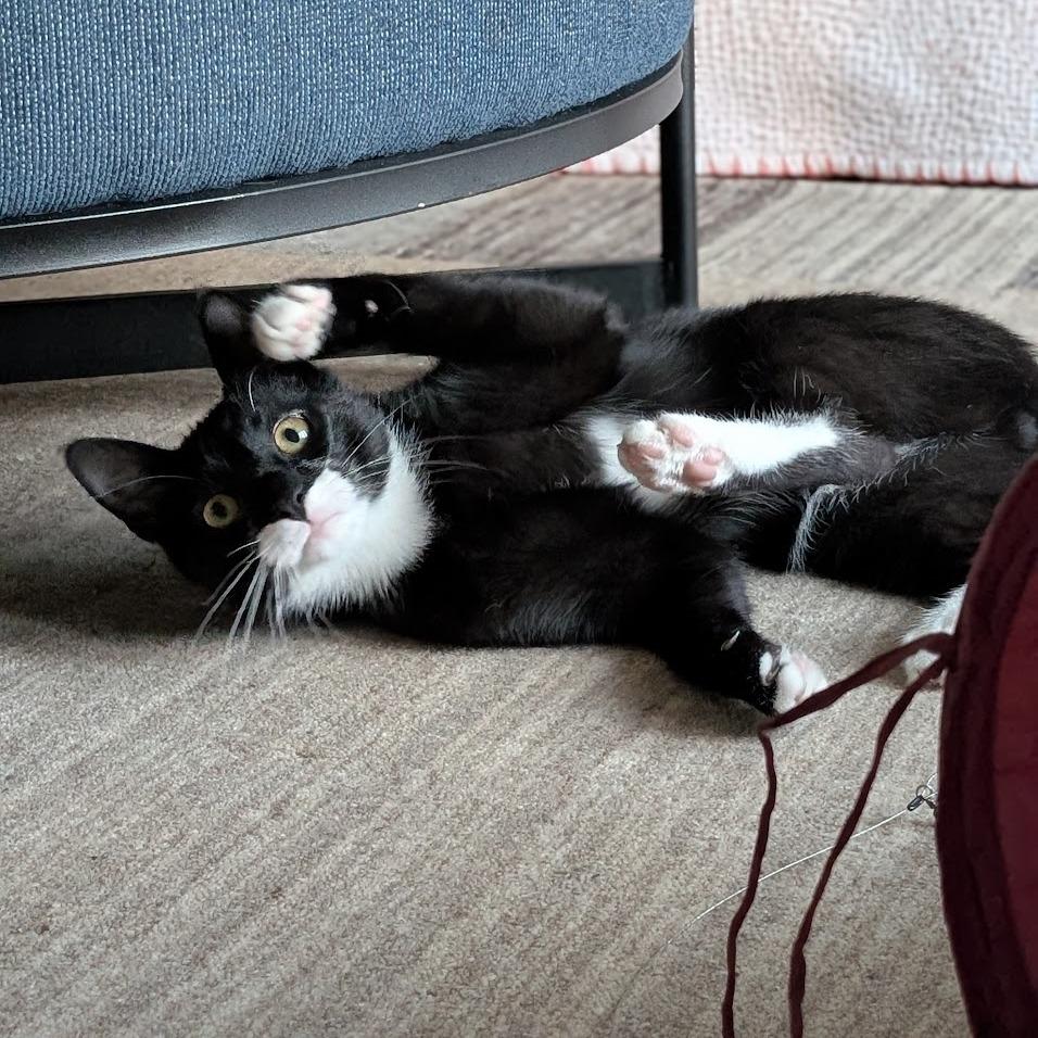 Enlarge Socks (Samantha Stamford Kitten 1), a Adoptable Domestic Short Hair in Westport, CT image 1/6