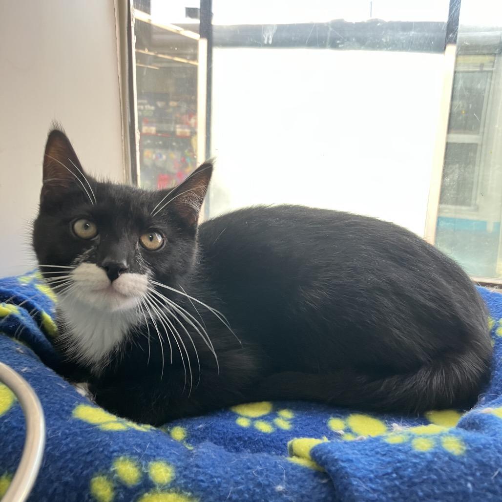 Enlarge Socks (Samantha Stamford Kitten 1), a Adoptable Domestic Short Hair in Westport, CT image 1/6