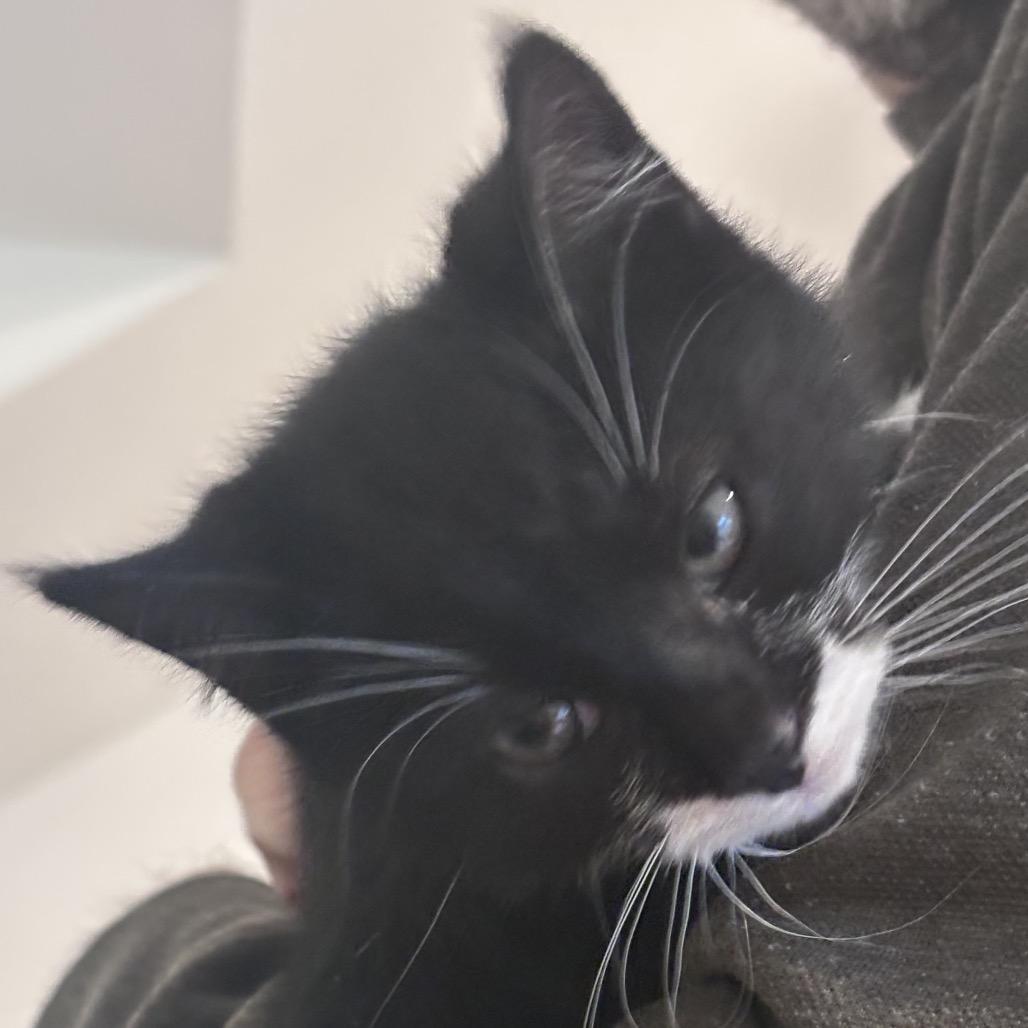 Enlarge Socks (Samantha Stamford Kitten 1), a Adoptable Domestic Short Hair in Westport, CT image 2/6