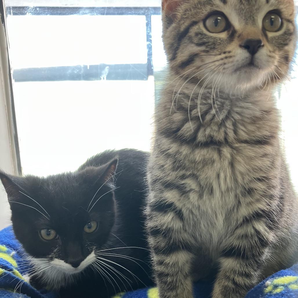 Enlarge Socks (Samantha Stamford Kitten 1), a Adoptable Domestic Short Hair in Westport, CT image 3/6