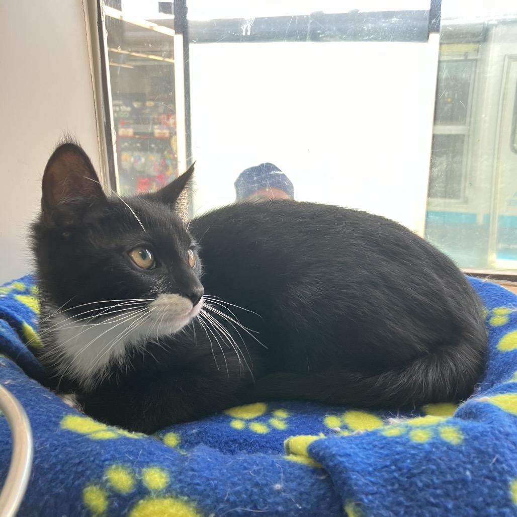 Enlarge Socks (Samantha Stamford Kitten 1), a Adoptable Domestic Short Hair in Westport, CT image 4/6