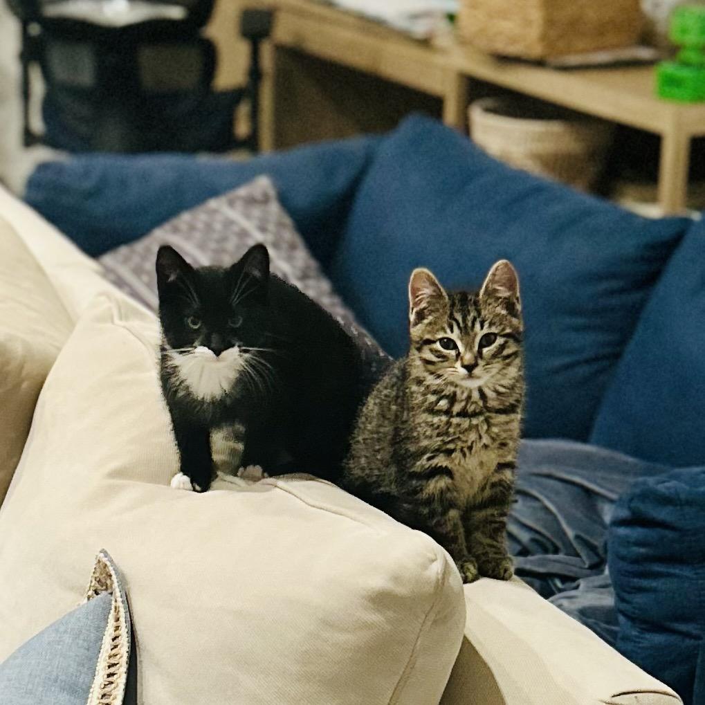 Enlarge Socks (Samantha Stamford Kitten 1), a Adoptable Domestic Short Hair in Westport, CT image 5/6