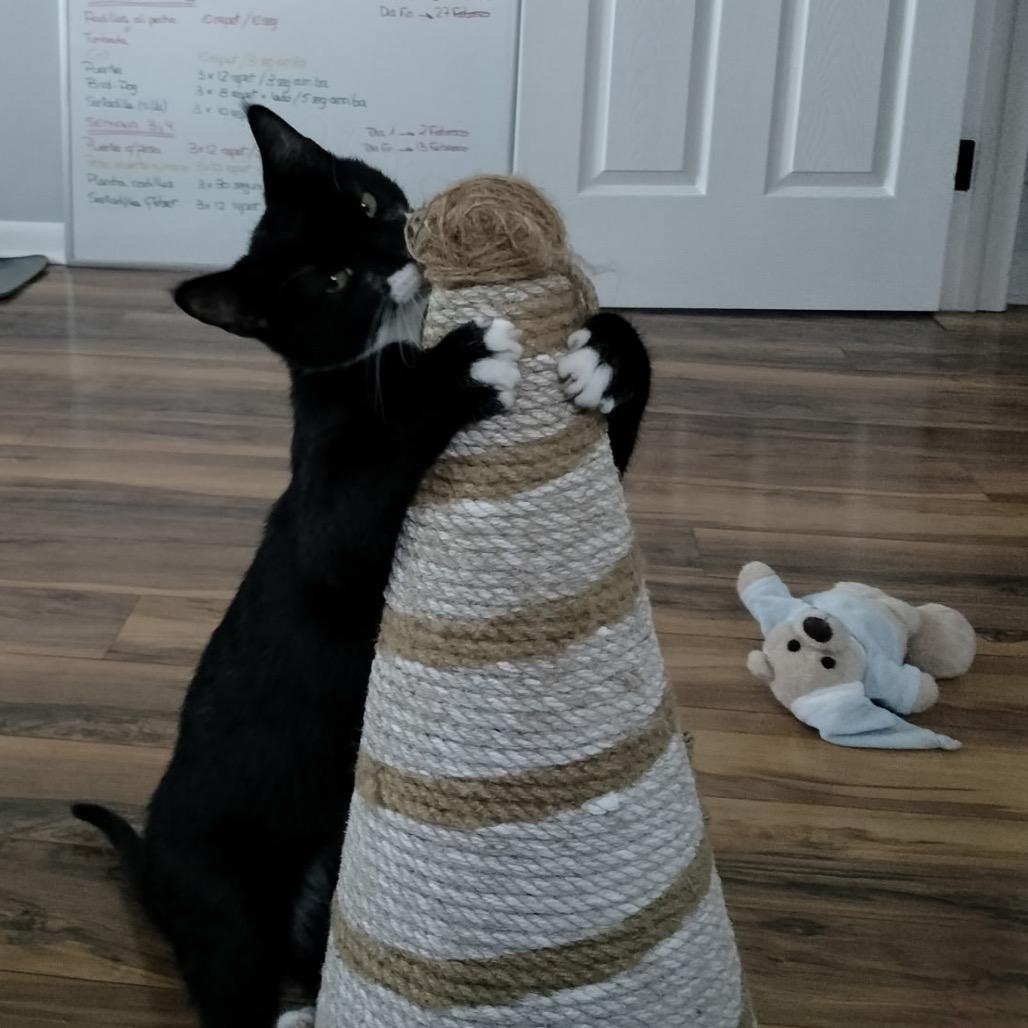 Enlarge Socks (Samantha Stamford Kitten 1), a Adoptable Domestic Short Hair in Westport, CT image 4/6