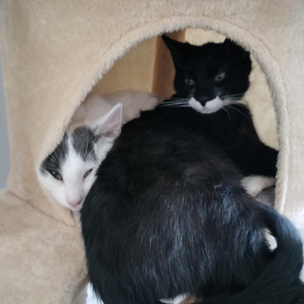 Enlarge Socks (Samantha Stamford Kitten 1), a Adoptable Domestic Short Hair in Westport, CT image 5/6