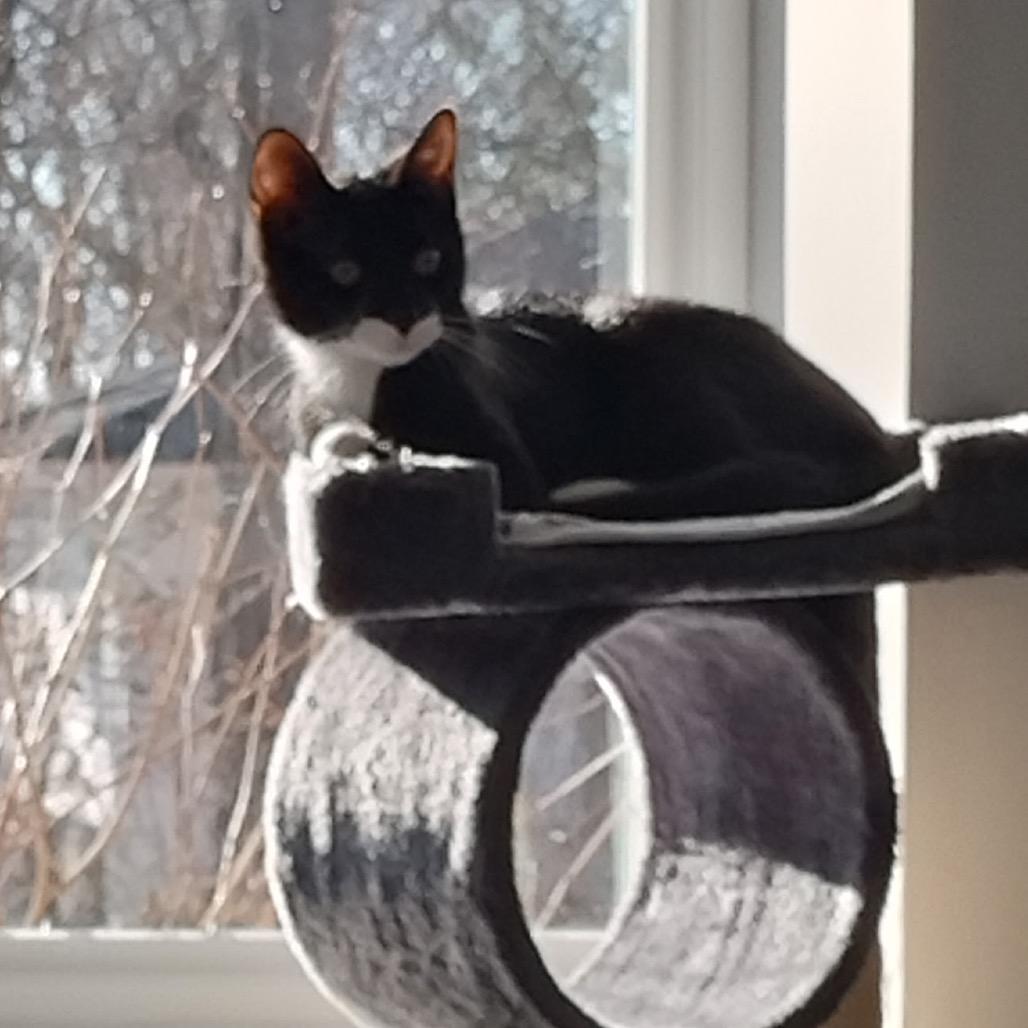 Enlarge Socks (Samantha Stamford Kitten 1), a Adoptable Domestic Short Hair in Westport, CT image 6/6