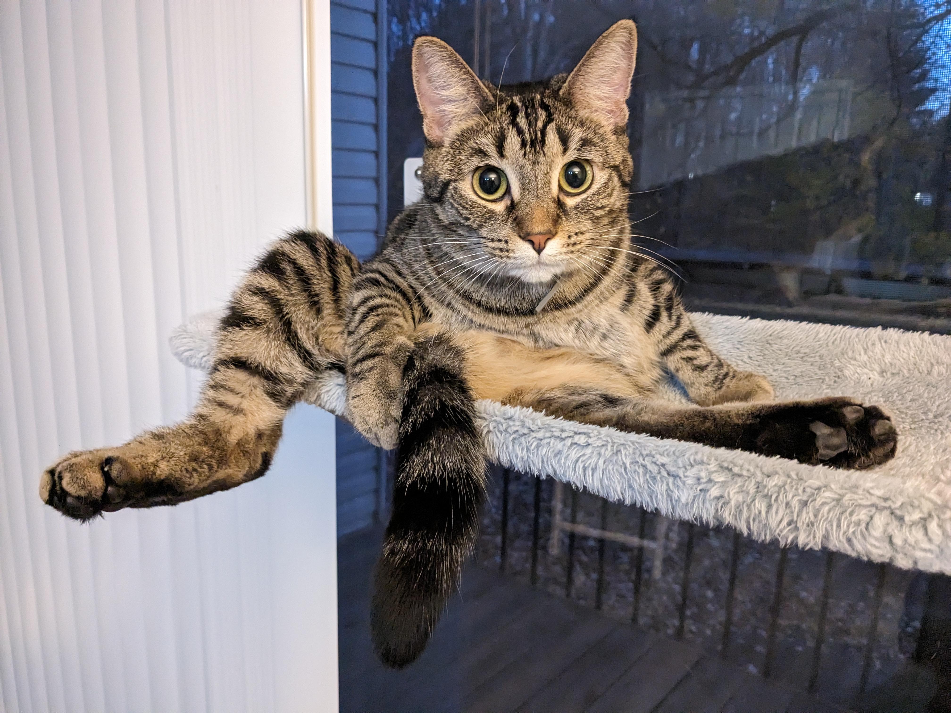 Mia - Courtesy LISTING 2