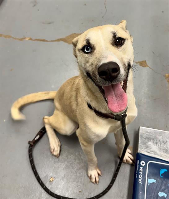 PIPPIN, Adoptable, Young Female Husky & Mixed Breed.