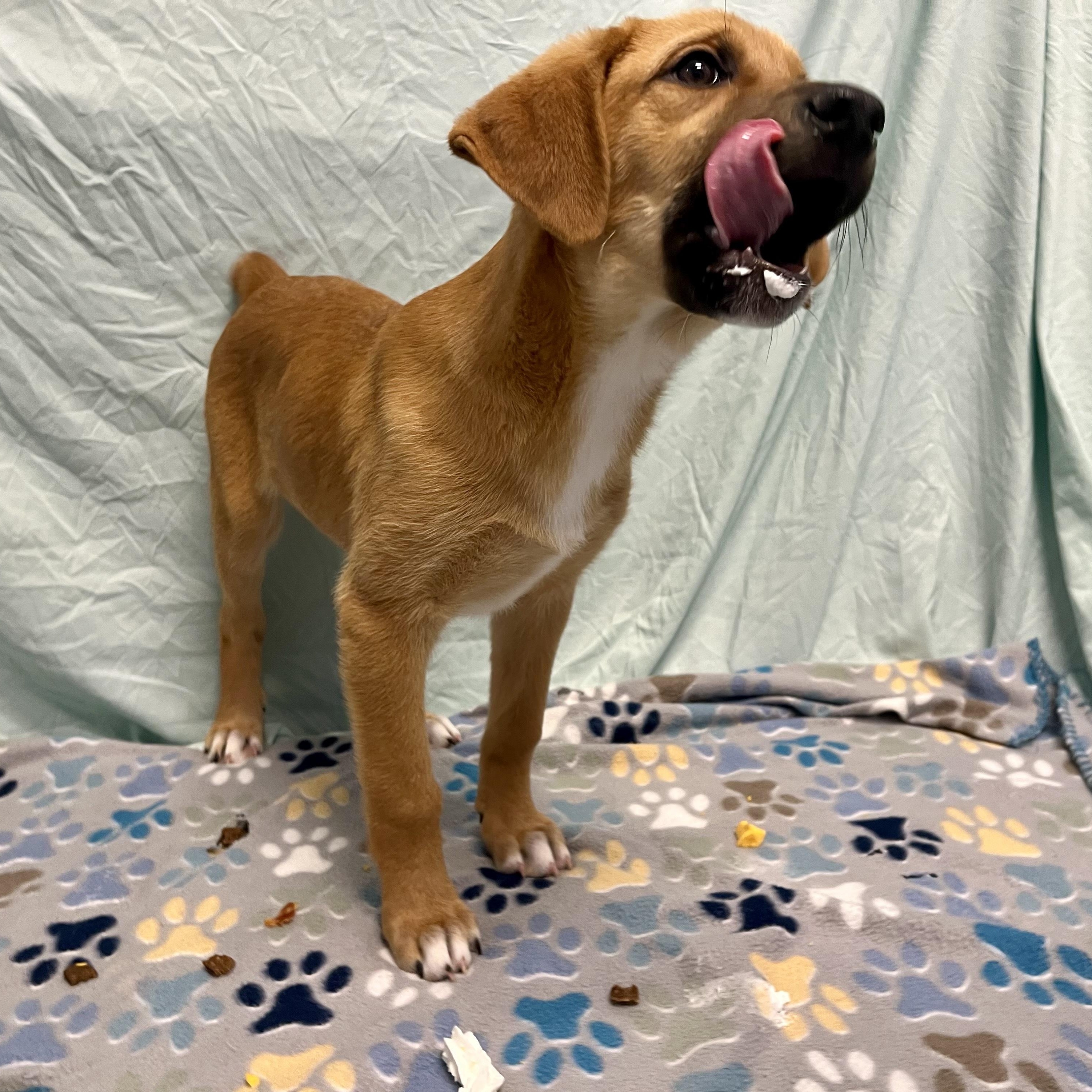 Enlarge Unicorn, an adoptable Mixed Breed in Canal Winchester, OH image 3/3
