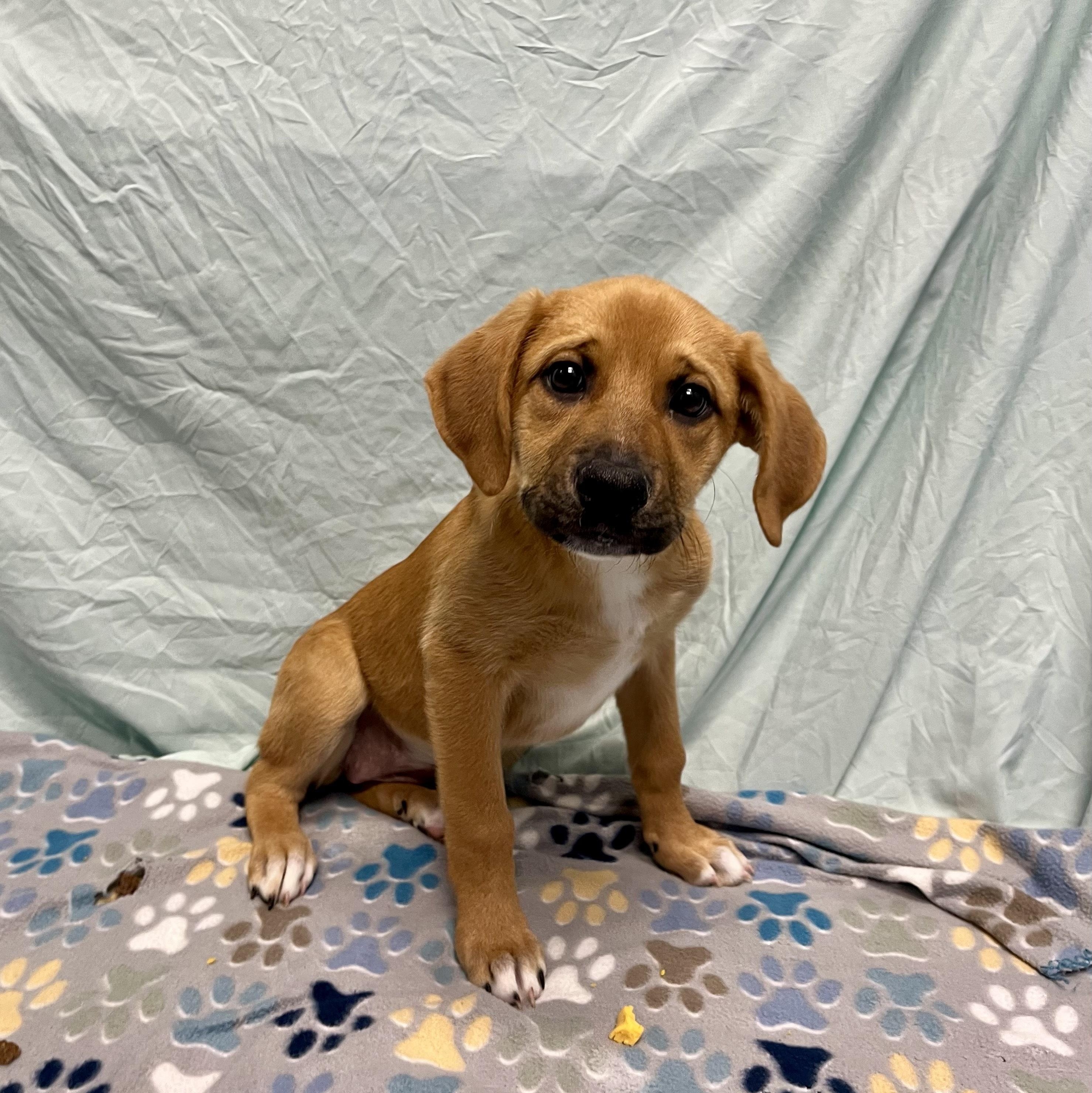 Unicorn, adoptable, Puppy Female Mixed Breed.