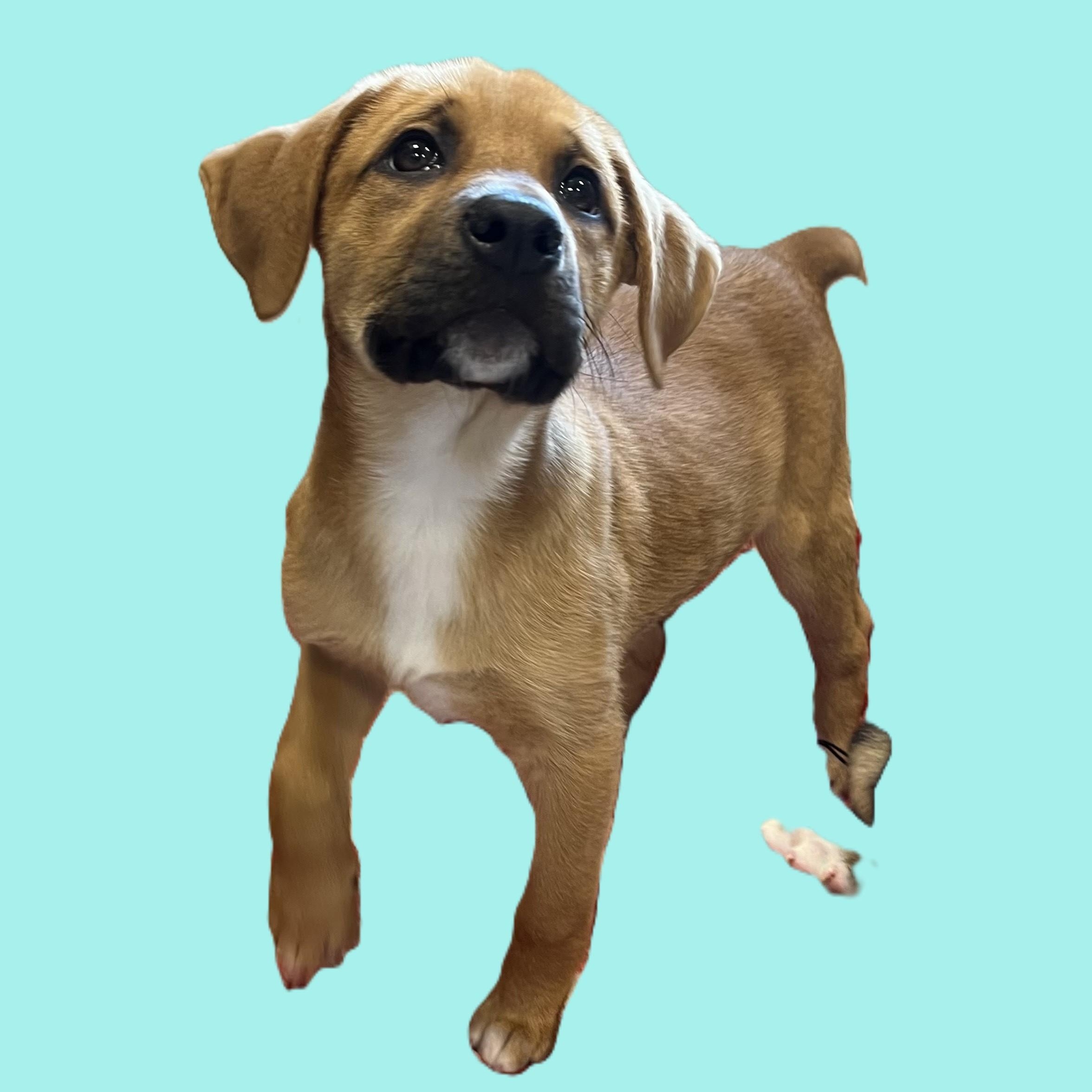 Enlarge Unicorn, an adoptable Mixed Breed in Canal Winchester, OH image 2/3