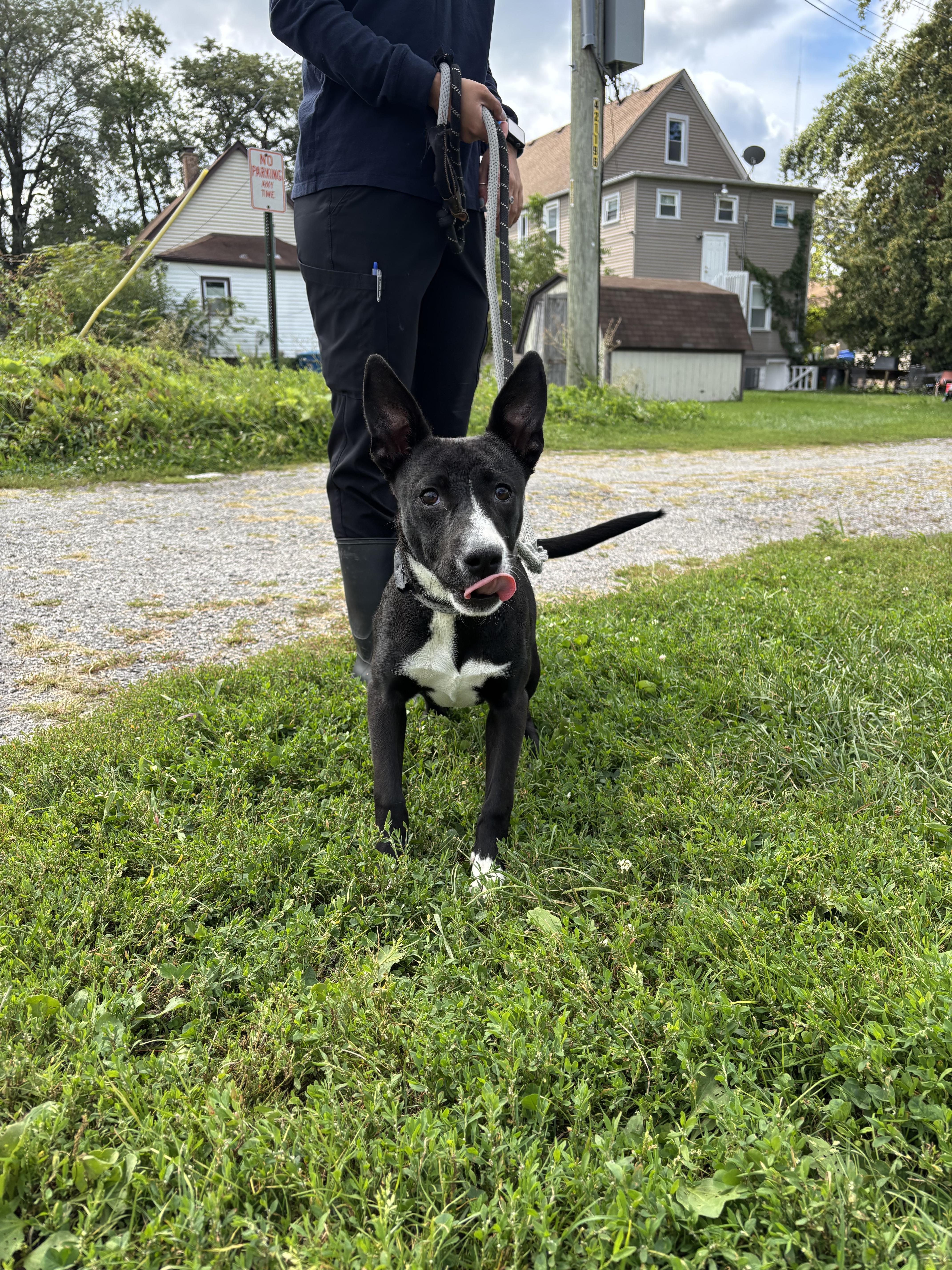 Jellybean, a Adoptable mixed breed image 2/6