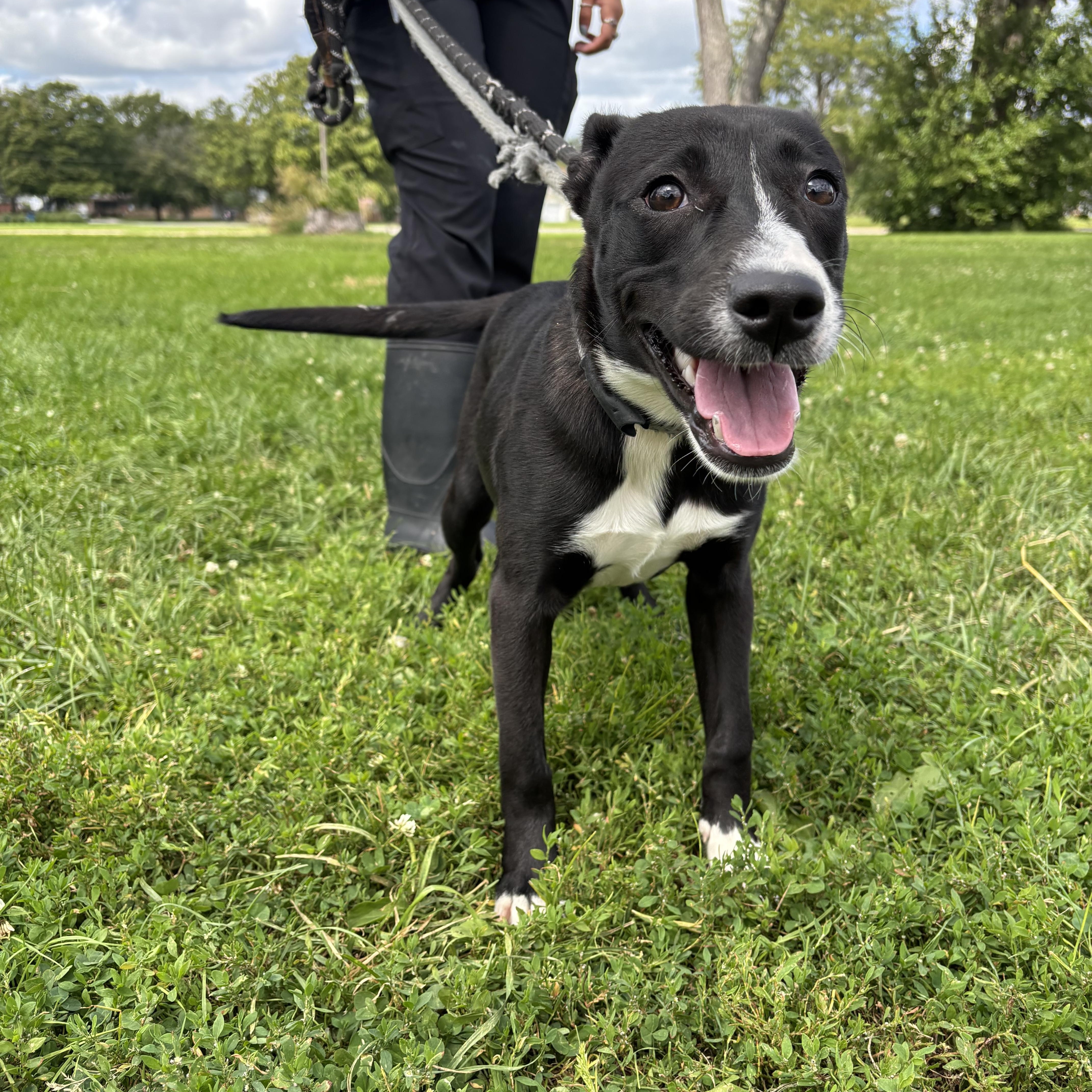 Jellybean, a Adoptable mixed breed image 3/6