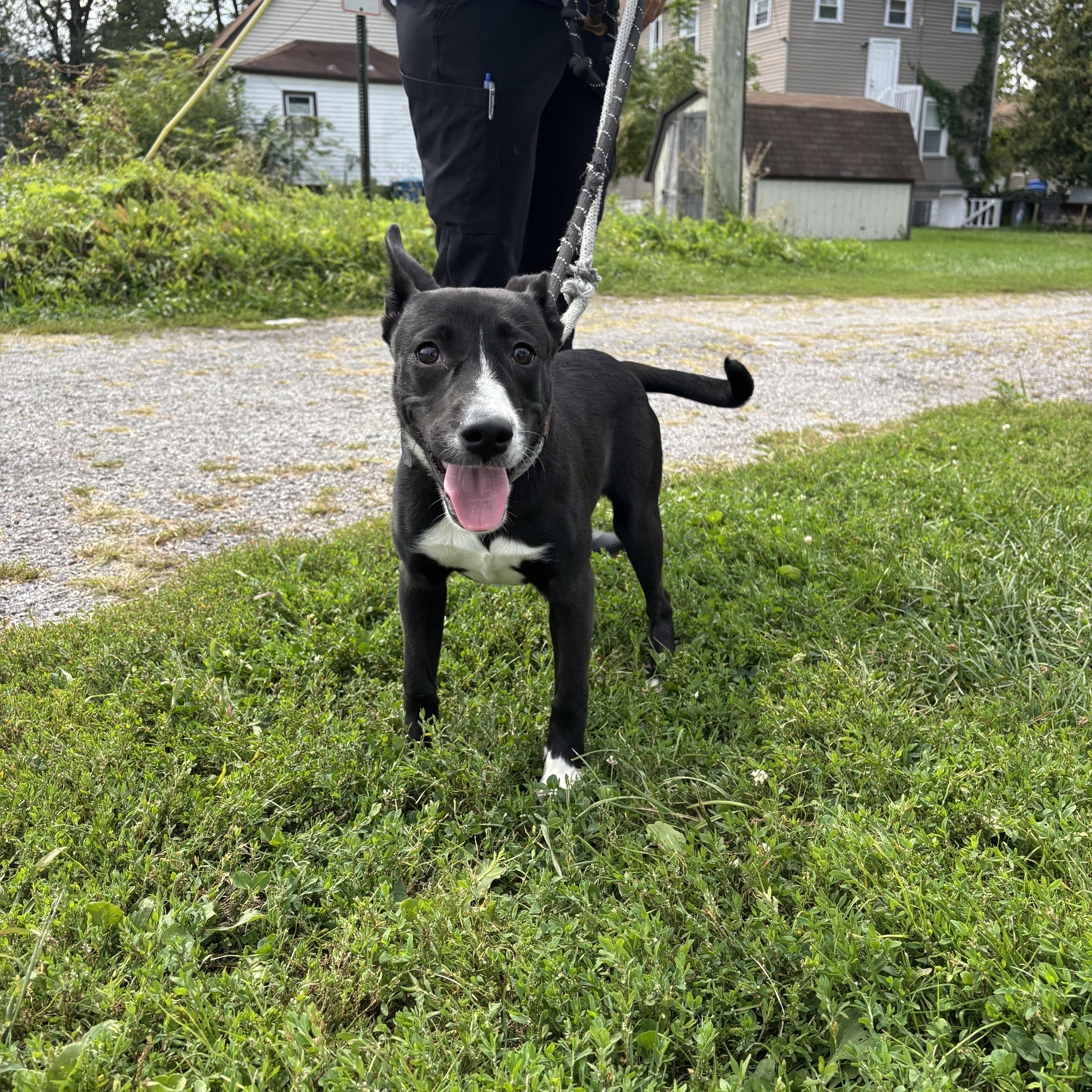 Jellybean, a Adoptable mixed breed image 4/6