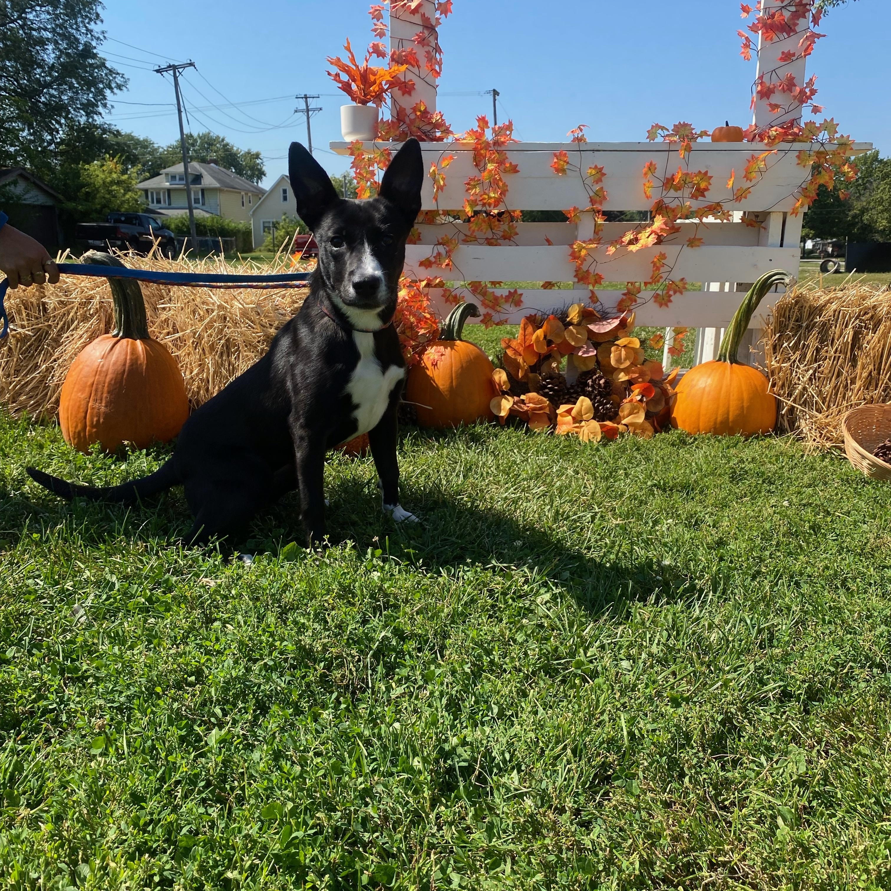Jellybean, a Adoptable mixed breed image 5/6