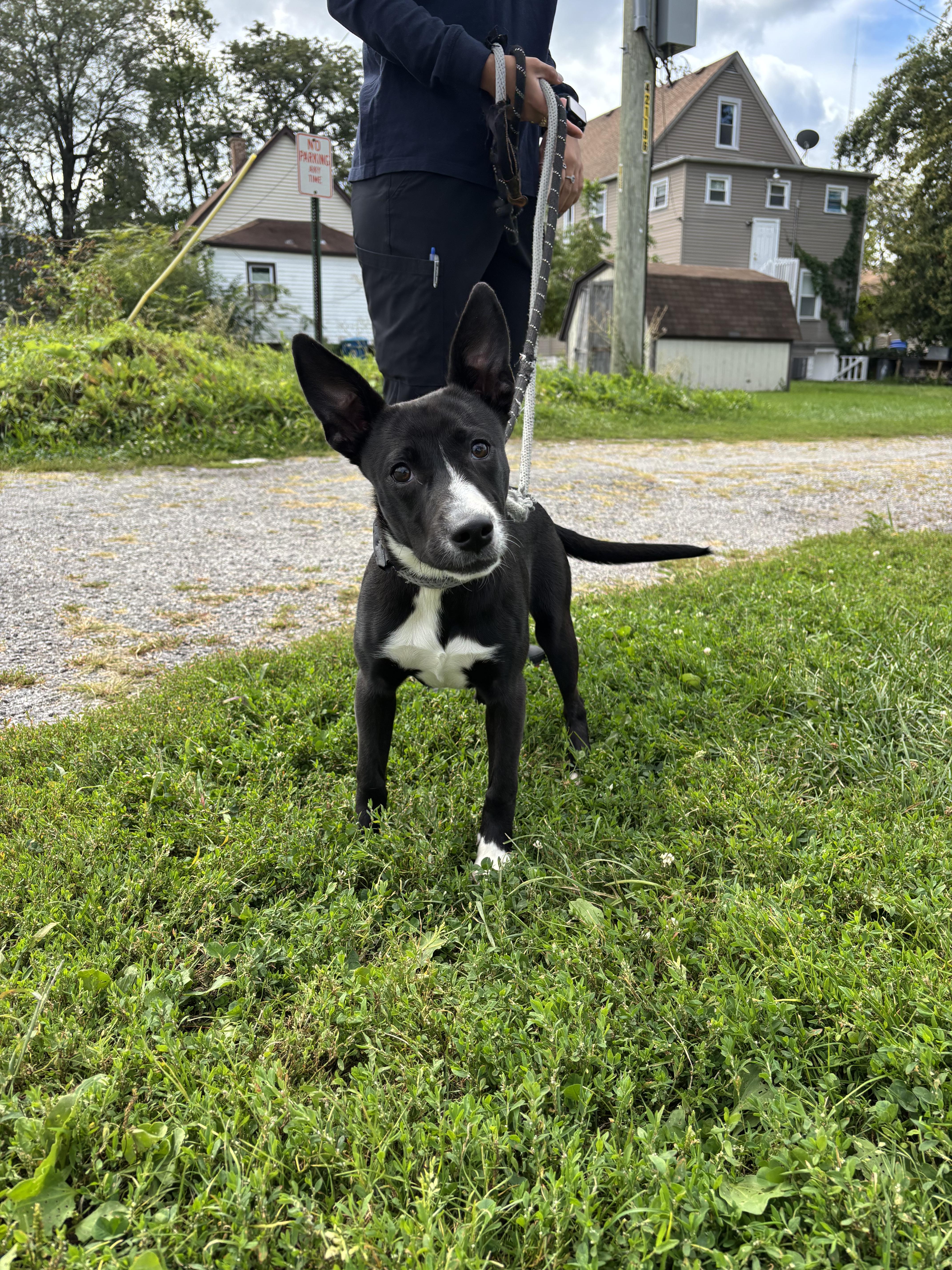 Jellybean, a Adoptable mixed breed image 6/6