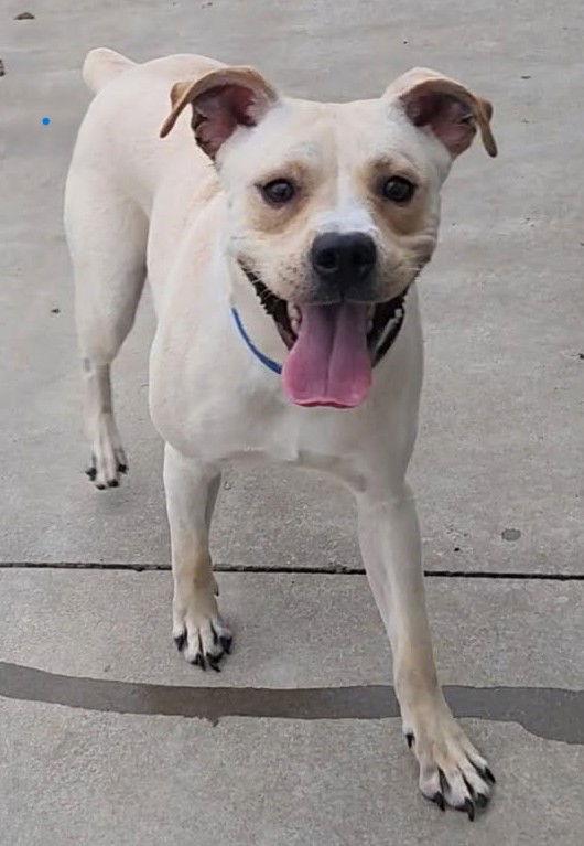 Enlarge Kruger, a Adoptable mixed breed in Knoxville, IA image 1/1