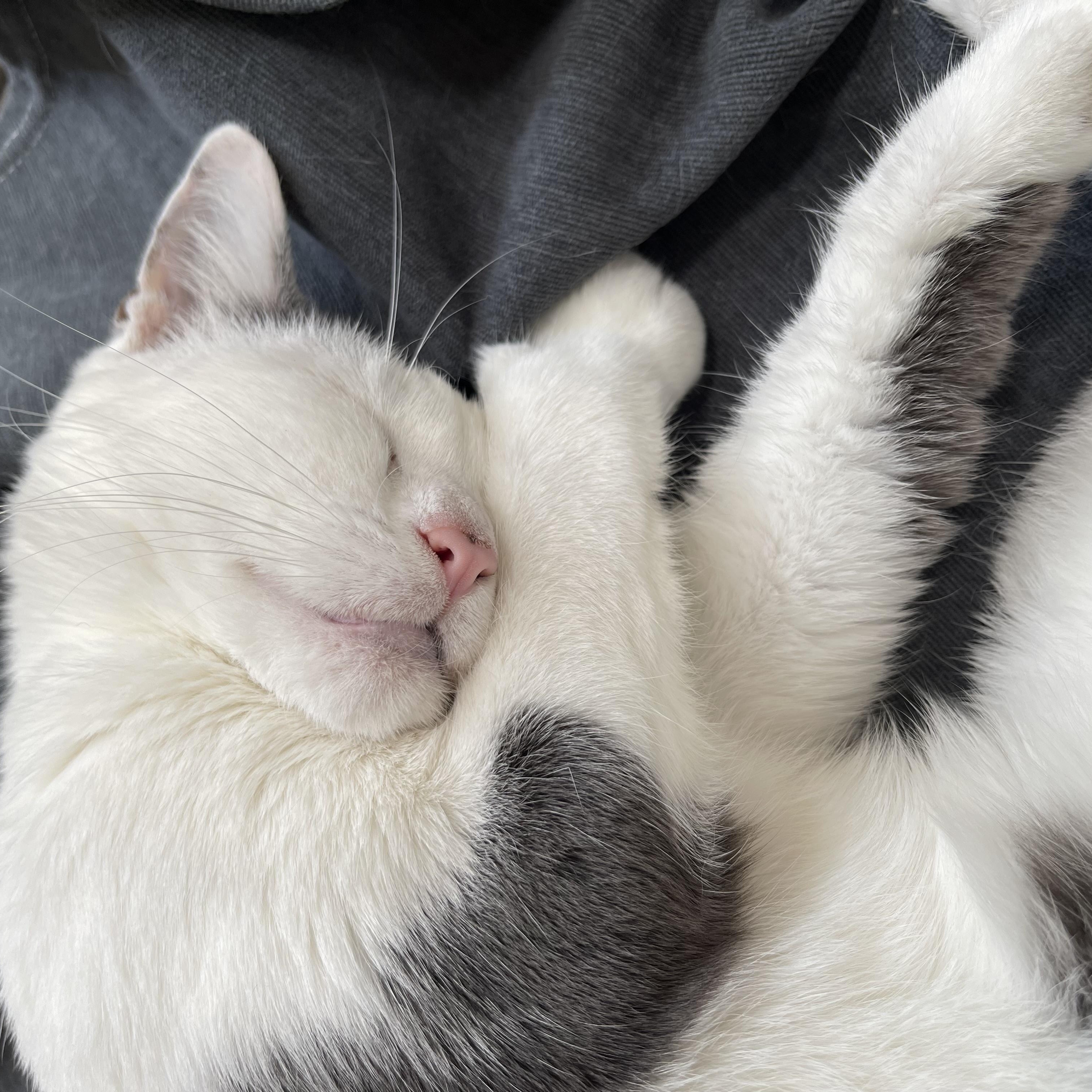 Enlarge Princess, a Adoptable Domestic Short Hair in LAKE HOPATCONG, NJ image 3/6