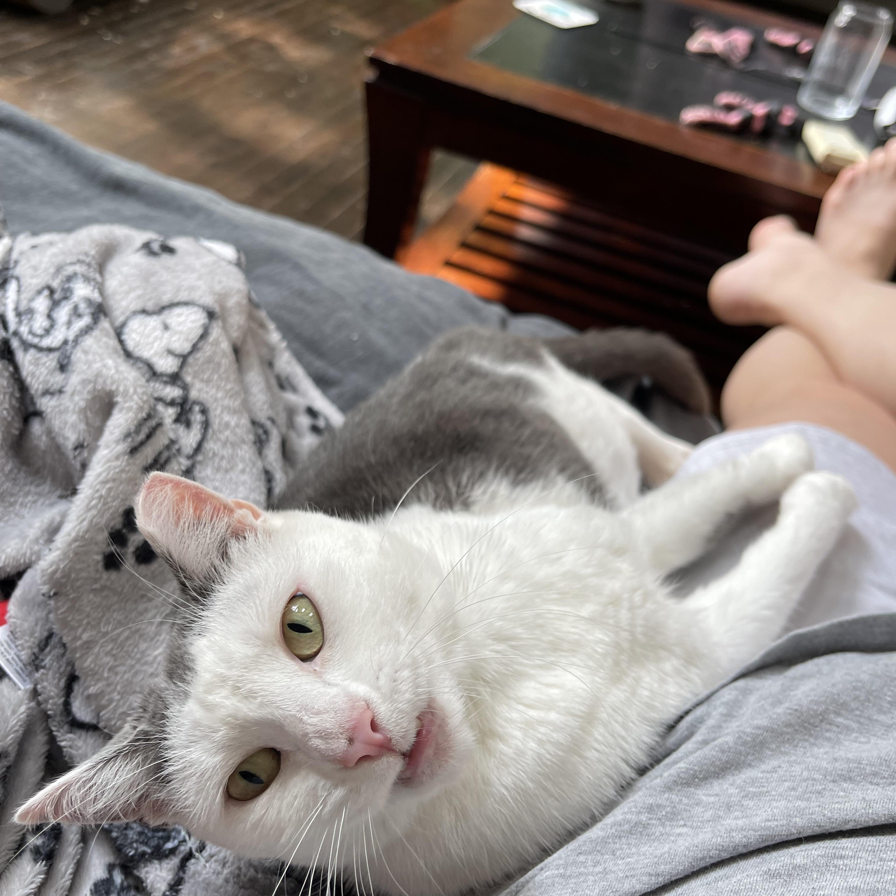 Enlarge Princess, a Adoptable Domestic Short Hair in LAKE HOPATCONG, NJ image 4/6