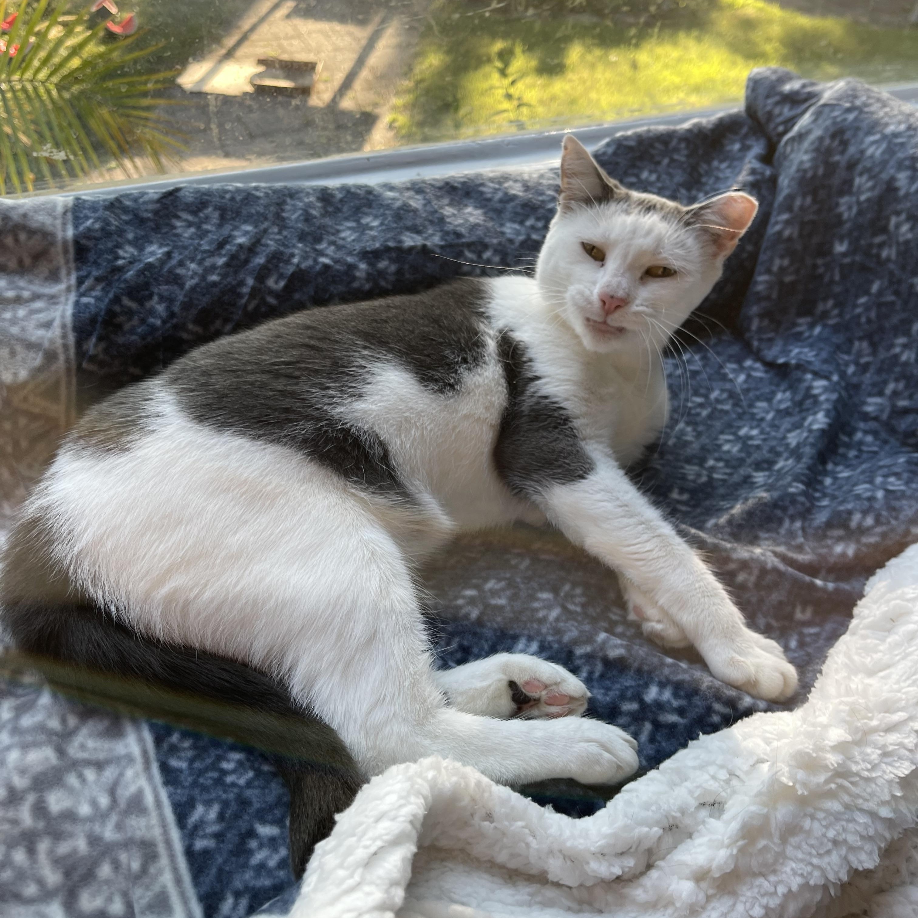 Enlarge Princess, a Adoptable Domestic Short Hair in LAKE HOPATCONG, NJ image 5/6